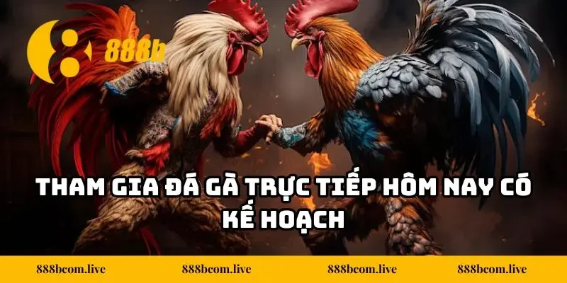 Tham gia đá gà trực tiếp hôm nay có kế hoạch
