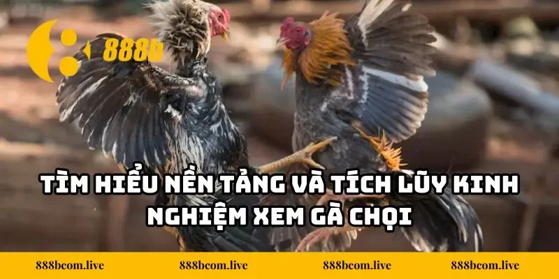 Tìm hiểu nền tảng và tích lũy kinh nghiệm xem gà chọi