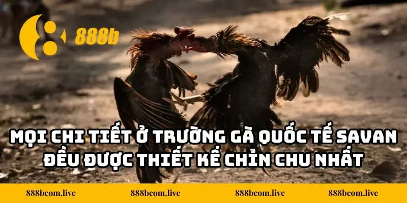 Mọi chi tiết ở trường gà quốc tế Savan đều được thiết kế chỉn chu nhất